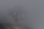 Nella nebbia, di Loriz