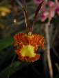 Orchidea, di Stefano65