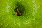 mela verde, di silvioburro