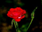 A rose in the rain, di gipacca