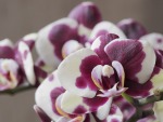 Orchidea, di Stefano65