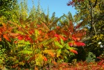 colori dell'autunno, di Stefano65