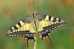 Papilio machaon II, di Pedro