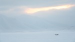 Renne delle Svalbard, di Basketsam83