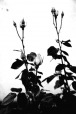 White Flower, di Mynd