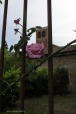 la rosa e il campanile, di Nevilas70