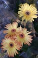Crisantemi, di Nevilas70