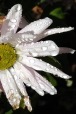 Crisantemo bagnato, di Nevilas70