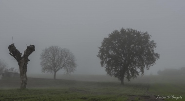 Nebbia, di shane85