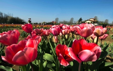 Tulipani italiani
