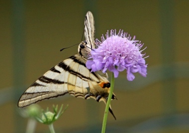 Farfalla 600