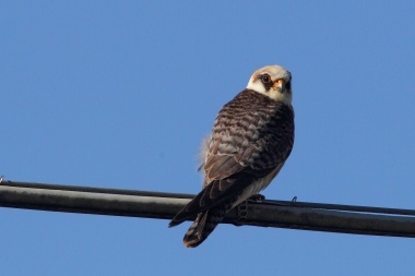 Falco cuculo (f)