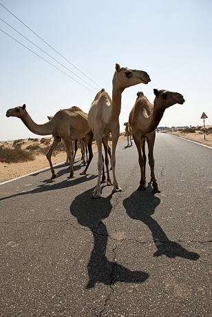 camels on the street