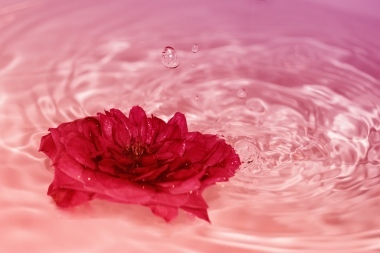 Acqua di rose