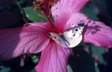 Farfalla su fiore di ibiscus.