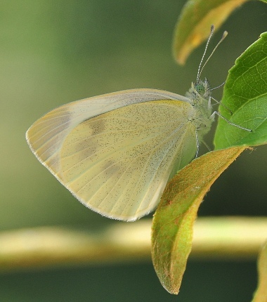 La prima farfalla
