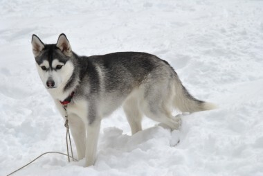 Husky( incrocio) nella neve