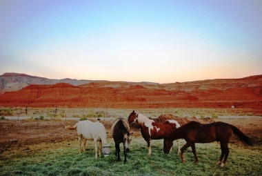 Cavalli nella Monument Valley