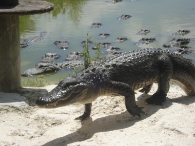 Coccodrilli alle Everglades