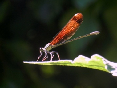 La danza della libellula