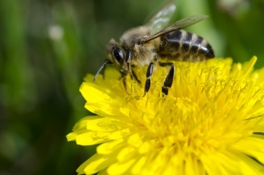 L'ape e il fiore