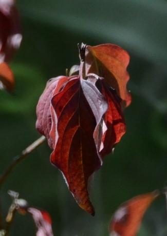 les feuilles rouges