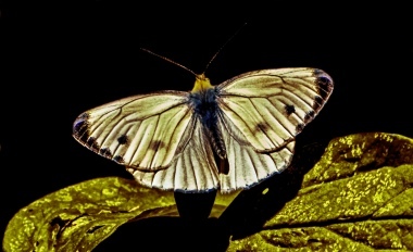 Farfalla strana