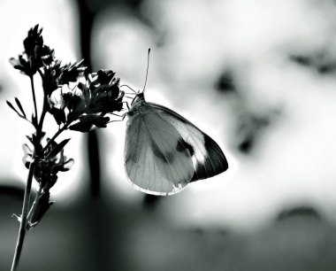 Farfalla di casa