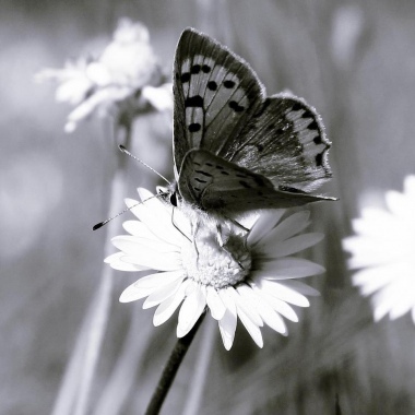 Farfalla e margheritas