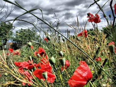 bushes and poppies.....