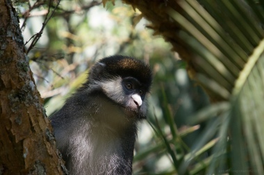 Red tail monkey