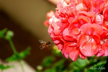 L'ape e il fiore