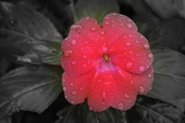 il fiore della pioggia