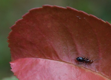 La formica testarossa