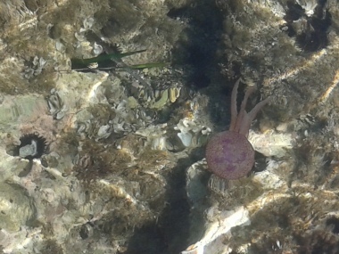 la medusa