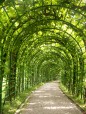 ...tunnel verde...