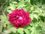 Il fiore del mio giardino, di Mussomeli
