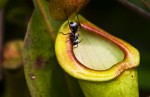 ant, di dadaphoto