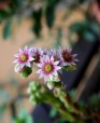 I piccoli fiori del Semprevivo, di Norasmind