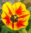 tulipano, di ross.dp