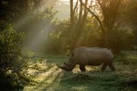 Rinoceronte all'alba
