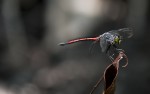 libellula malesiana.., di dadaphoto