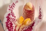 cuor di orchidea, di domenico1975