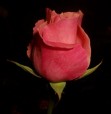 ...una rosa di sera..., di ross.dp