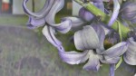 violet flower, di Rose