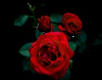 rose rosse, di ramendesign