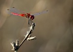 libellula rossa, di federicacosti