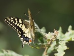 Farfalla, di f.colantuono