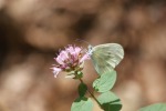 "sguardo" di farfalla..., di maostanchina