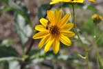 Fiore con ape, di Mussomeli